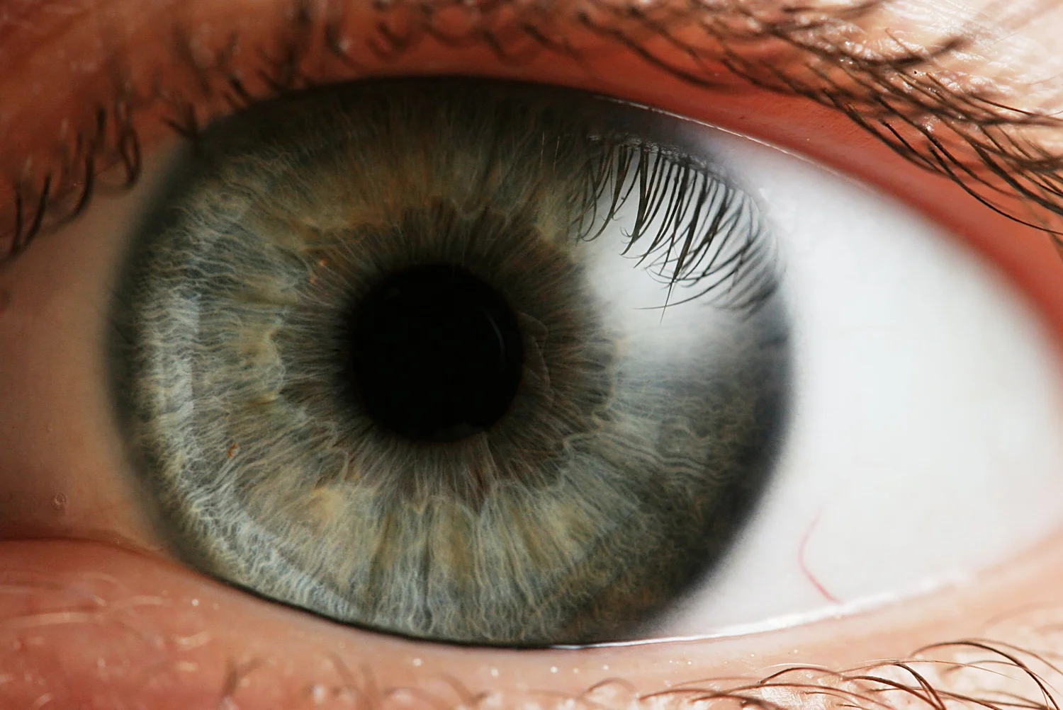 Artwork for Eye-Gaze Technology Allows Communication-Impaired to Speak